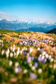 Des crocus pour le printemps dans les Alpes d'Allgäu sur Leo Schindzielorz