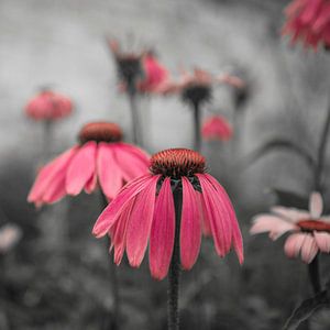 zonnehoed van anne droogsma