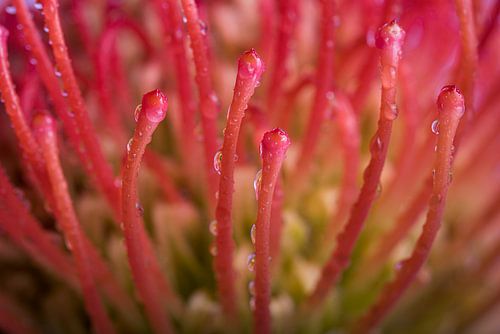 Druppels op het speldenkussentje (Leucospermum, Proteaceae)