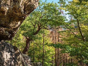 Koningspad in Saksisch Zwitserland - Oude beukenboom op de Kleiner Bärenhorn van Pixelwerk