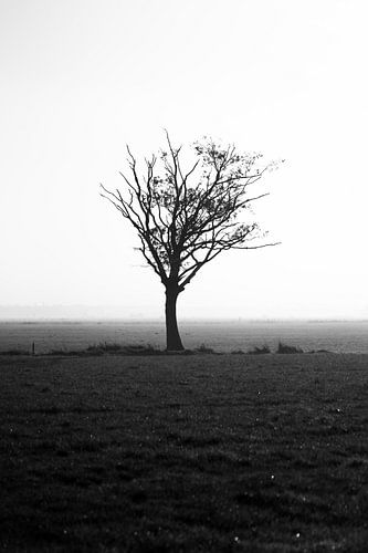Tree and fog
