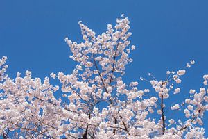 Sakura, Japanese Cherry Blossom von WvH