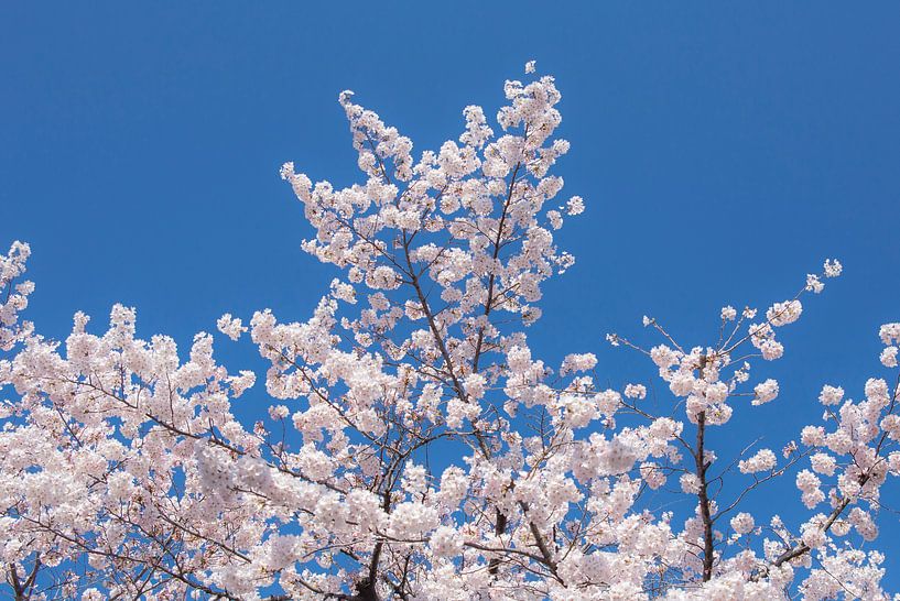 Sakura, Japanse Bloesem von WvH