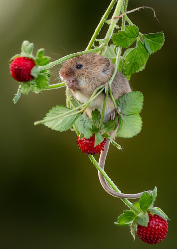 Petit mulot