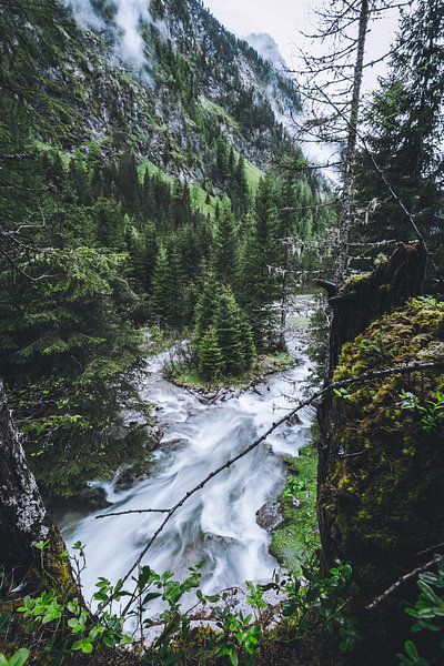 Trees in the river by Markus Ocker
