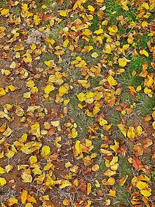 Ein Herbstteppich