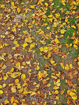 Un tapis d'automne