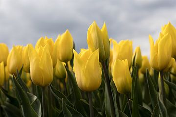 gele tulpen in volle bloei van W J Kok