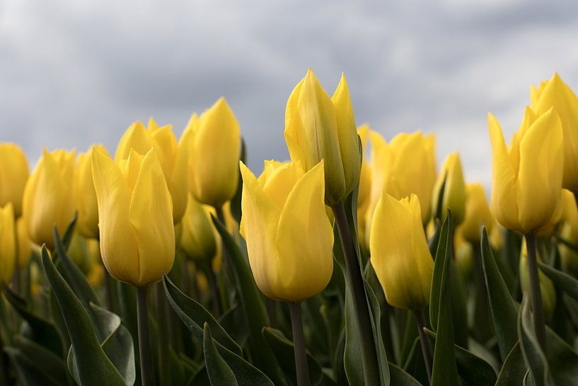 yellow tulips in full bloom by W J Kok