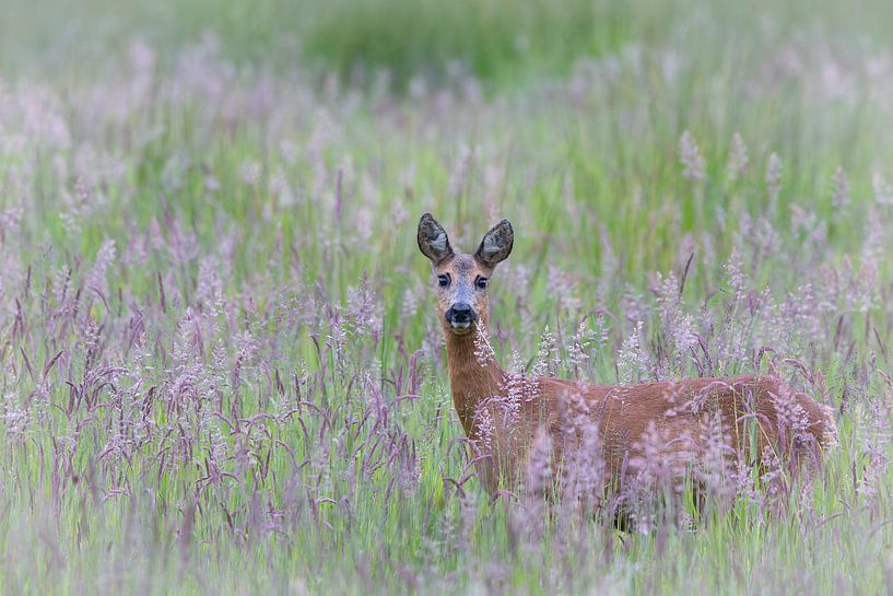 Rehwild auf einer Sommerwiese von Ria van den Broeke