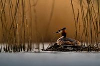Breeding grebe