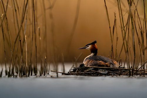 Breeding grebe van Johannes Jongsma