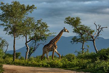 Giraf met de kleine Drakensbergen in Zuid-Afrika van Paula Romein