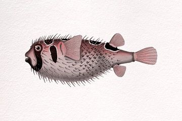 Retro tropische vissen.  Vintage kunst. Zwartgevlekt stekelvarken in roze van Dina Dankers