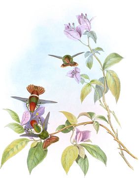 Gould's Coquette, John Gould van Hummingbirds