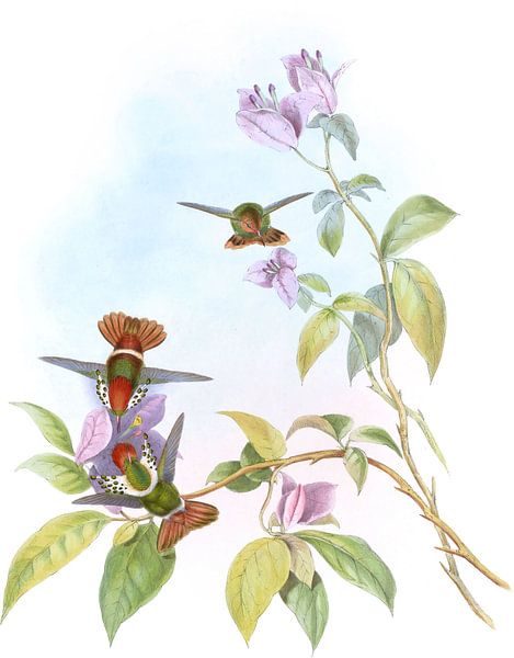 Gould’s Coquette, John Gould by Hummingbirds