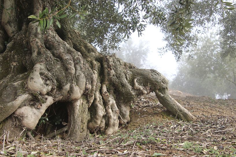 Old but still rooted. by Jan Katuin