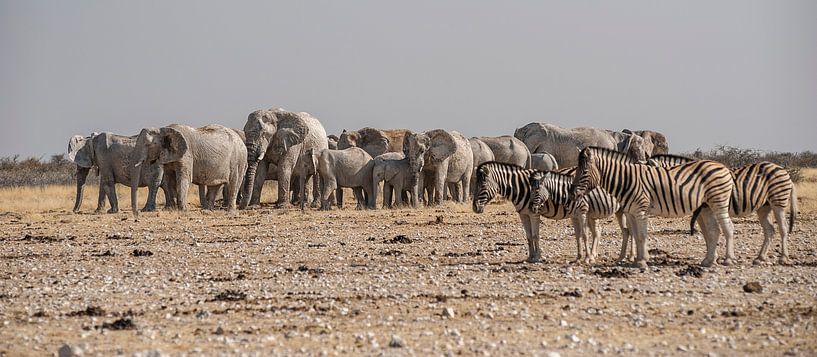 Olifanten Zebra's van Albert van Heugten