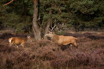 Edelhert en hinde van Evert Jan Kip