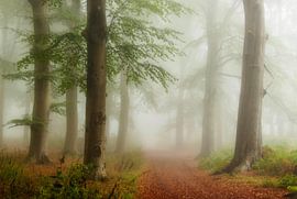 Foggy forest