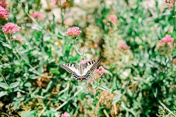 Butterfly among summer flowers in France by Jasmijn Brussé