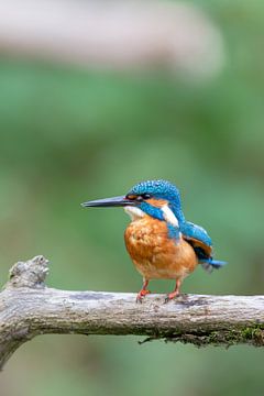 Eisvogel (Alcedo atthis) von Dirk Rüter