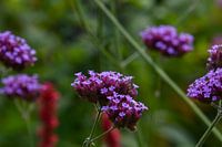 Lila Blumen