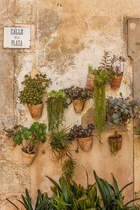 Blumentöpfe an Hauswand in der Altstadt von Valldemossa, Mallorca