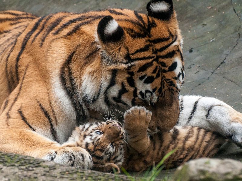 Sibirischer Tiger : Tierpark Amersfoort von Loek Lobel