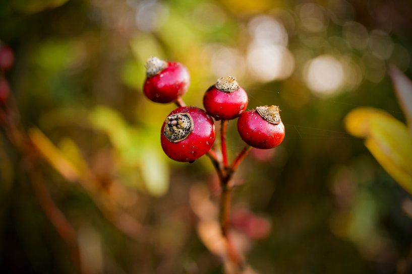 Herbstfrüchte von Martina Weidner