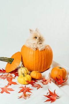 Herfst! van Myrthe Vlasveld