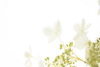 Pure White Hortensia