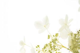 Pure White Hydrangea by Perspective