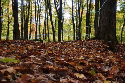 Een esdoornbos in de herfst