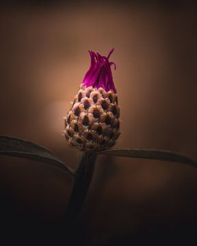 Cornflower beauty van Sandra Hazes