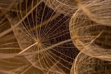 Rural natural simplicity: The lines of a Tragopogon by Marjolijn van den Berg