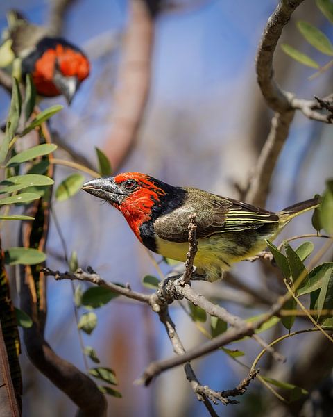 Zwarthalsbaardvogel in Zuid-Afrika van Tom Zwerver