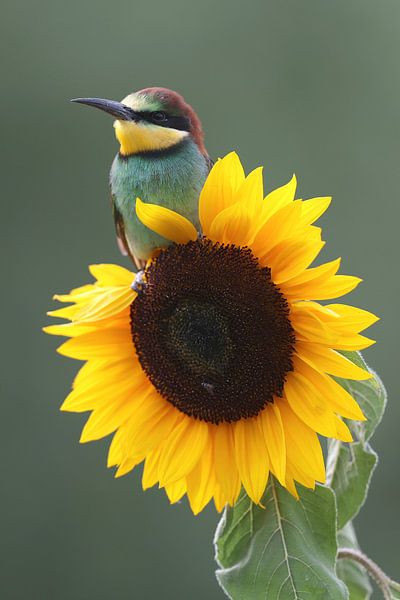 European Bee-eater (Merops apiaster) by Ronald Pol