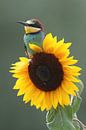 European Bee-eater (Merops apiaster) by Ronald Pol thumbnail