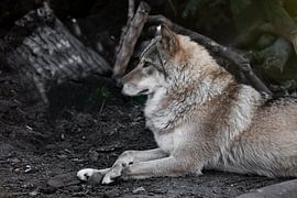 Wolfsweibchen liegt wunderschön am Boden, imposant liegt. Mächtiges graziöses Tier im Wald im Herbst von Michael Semenov