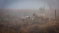 Schafe im Nebel von Anneke Hooijer Miniaturansicht