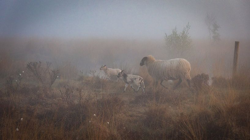 Schafe im Nebel von Anneke Hooijer