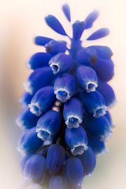 Traubenhyazinth in der Sonne