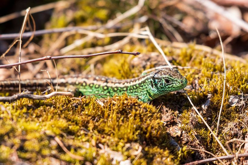 Zauneidechse im Naturschutzgebiet &#039;t Leesten auf der Veluwe von Merijn Loch