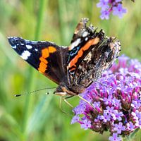 Butterfly (Vanessa atalanta) on flower (Verbena bonariensis)
