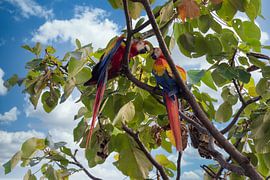 Un aras rouge vif pendant la parade nuptiale au Costa Rica