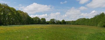 Hay meadows in spring in Het Oude Diep by Wim vd Neut