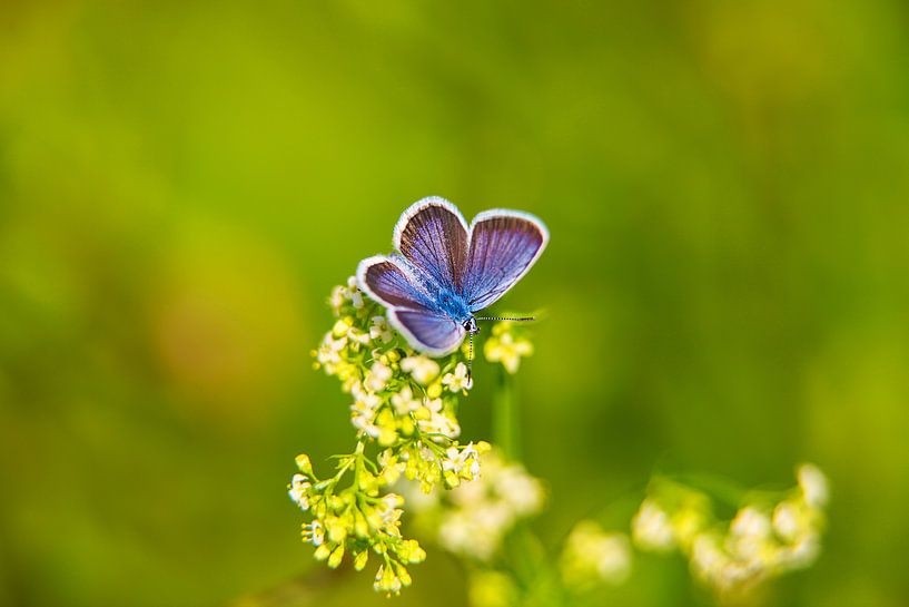 De blauwe fee by Andras Veres