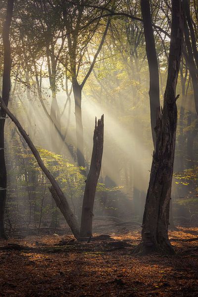 Sunrays III by Rogier Kwikkers