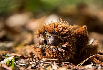 Edelkastanie in der Schale